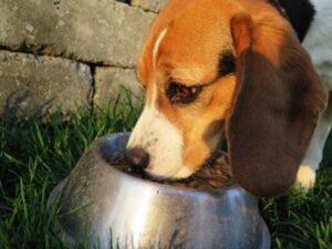 ¿Que tiempo dura la Gastritis en un Perro?