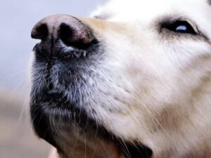 ¿cuanto tiempo tarda en curarse la tos de las perreras?