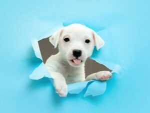 Fortasec Antidiarreico para Perros y Humanos con Loperamida