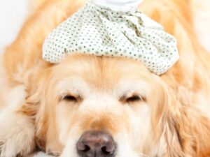 como curar la gripe en perros