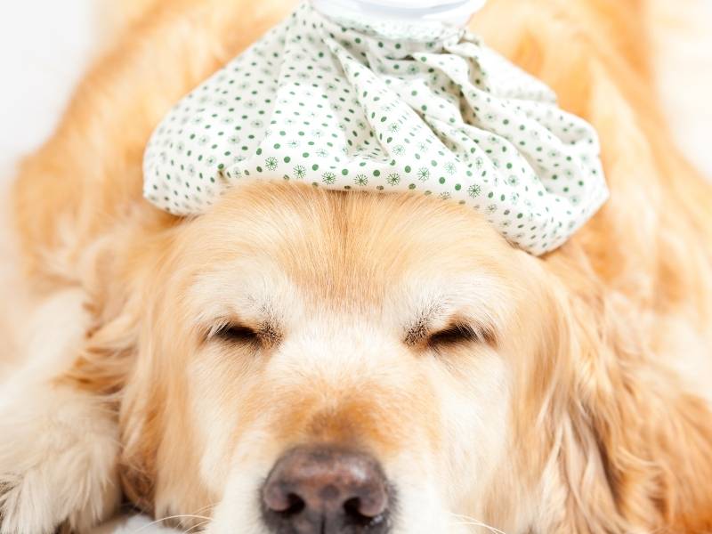 ¿Cómo curar la gripe en perros naturalmente?