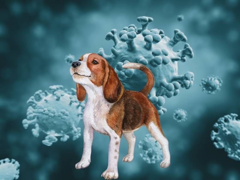 ¿Cuánto tiempo le dura la gripe a un perro?