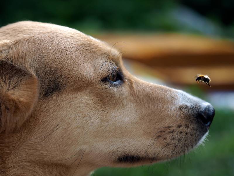 ¿Qué hacer cuando tu perro es picado por una avispa?