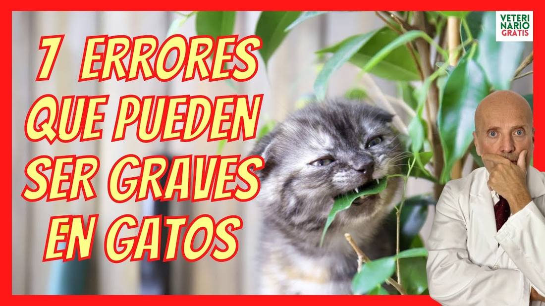 7 ERRORES COMUNES AL CUIDAR UN GATO QUE COMETEN LOS DUEÑOS PRIMERIZOS DE GATOS