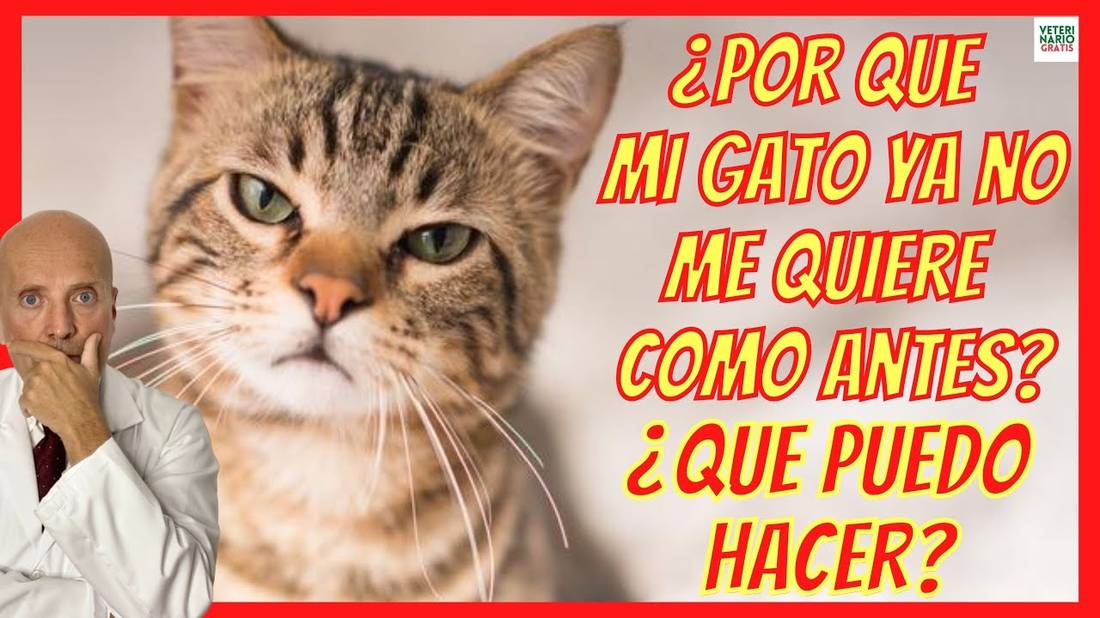 ¿POR QUE MI GATO YA NO ME QUIERE COMO ANTES?  ¿QUE PUEDO HACER?