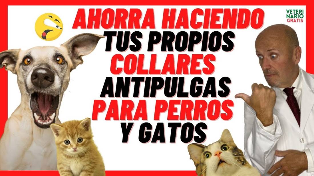 ✅ 4 Collares ANTIPULGAS CASEROS para PERROS y GATOS ✅ (Con REPELENTES NATURALES)