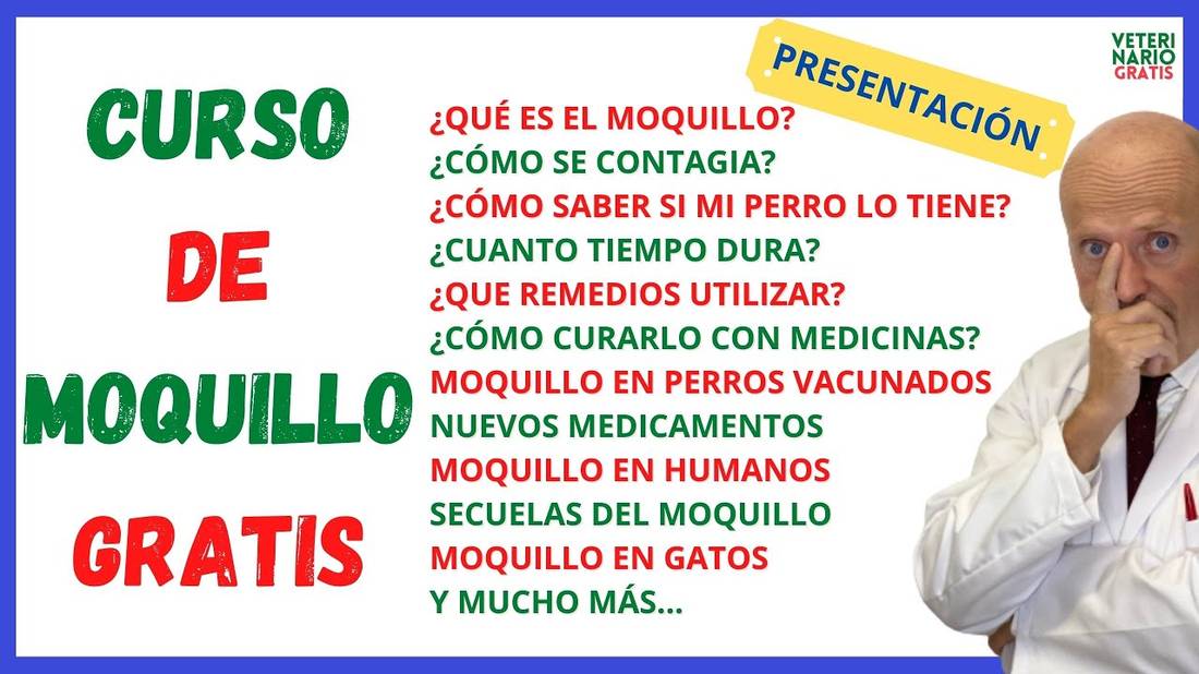 Ⓜ️ CURSO DE MOQUILLO EN PERROS Ⓜ️ ( ❌Veterinario Gratis MIX Moquillo ❌)