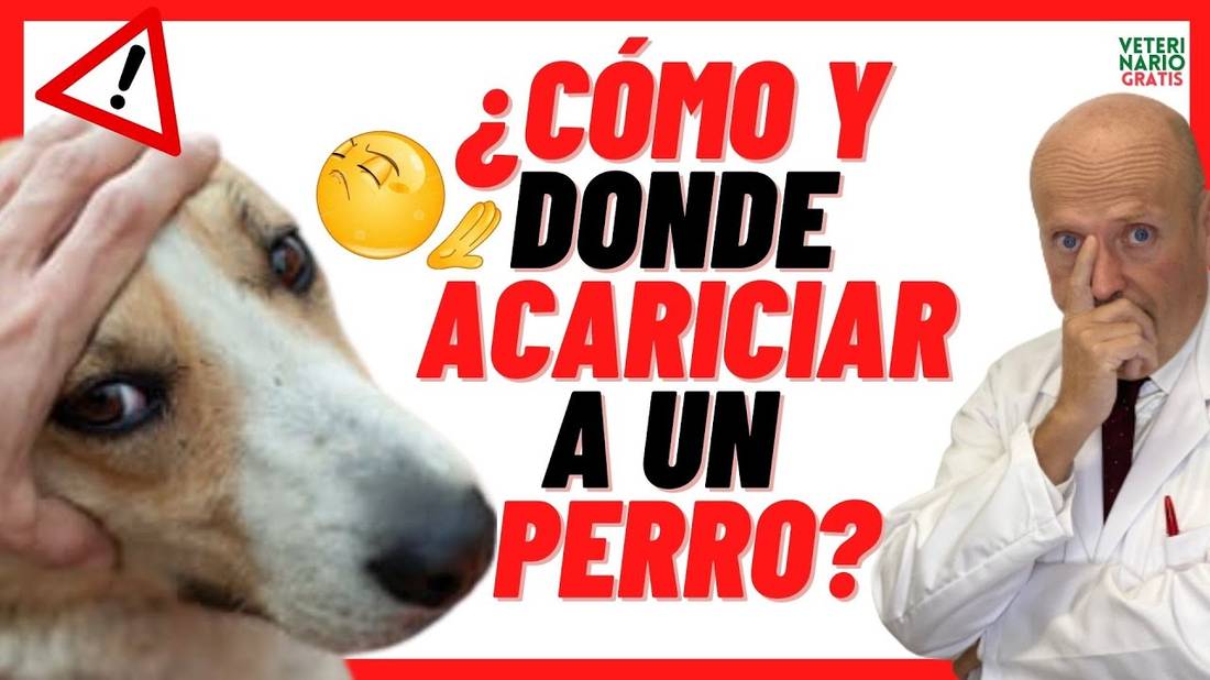 ✅ ¿DONDE Y COMO ACARICIAR A UN PERRO? ✅ Nunca en la ❌CABEZA ❌ (o verás)