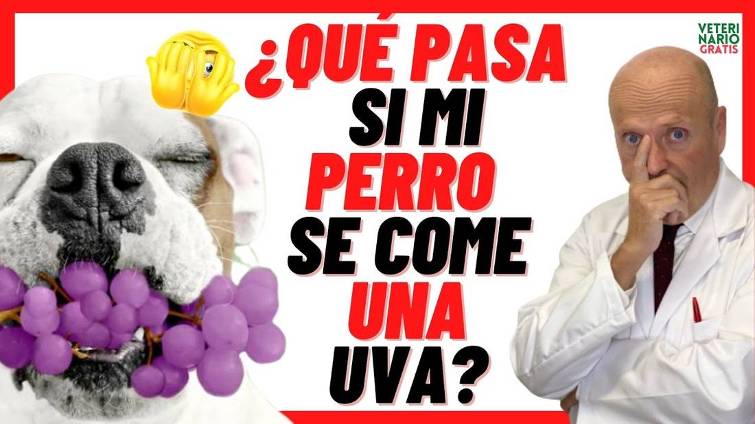 ¿LOS PERROS PUEDEN ❌ COMER UVAS ❌?  SI o NO ( la VERDAD )