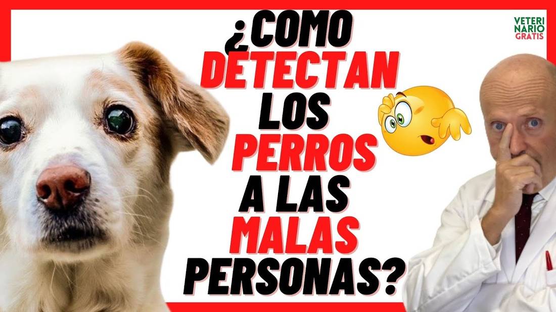 ¿CÓMO DETECTAN LOS PERROS A LAS PERSONAS CON MALAS INTENCIONES?  Y LA MALDAD DE LA GENTE