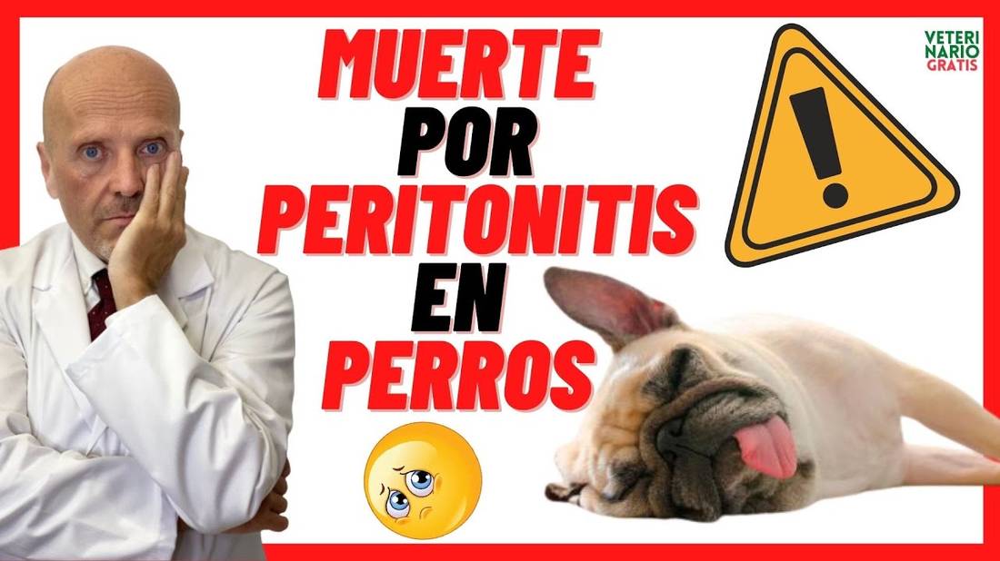 MUERTE POR PERITONITIS EN PERROS  CAUSAS, SÍNTOMAS Y TRATAMIENTO