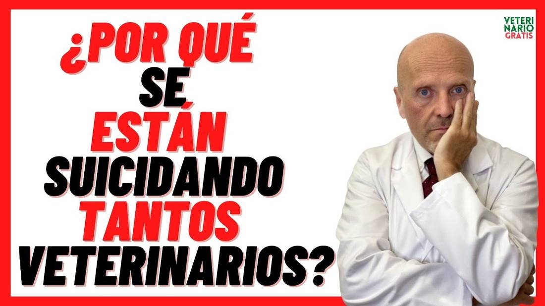 ❣️ ¿POR QUÉ SE ESTÁN SUICIDANDO TANTOS VETERINARIOS? ❣️