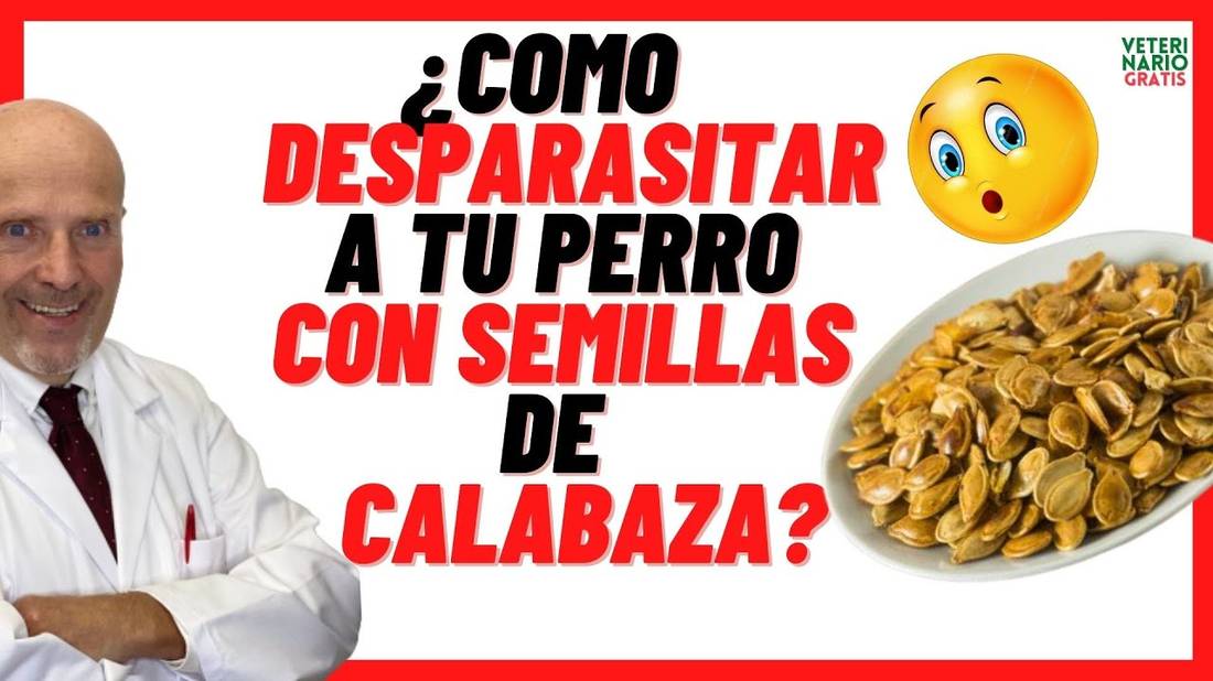 ¿Cómo DESPARASITAR a tu Perro con SEMILLAS de CALABAZA?