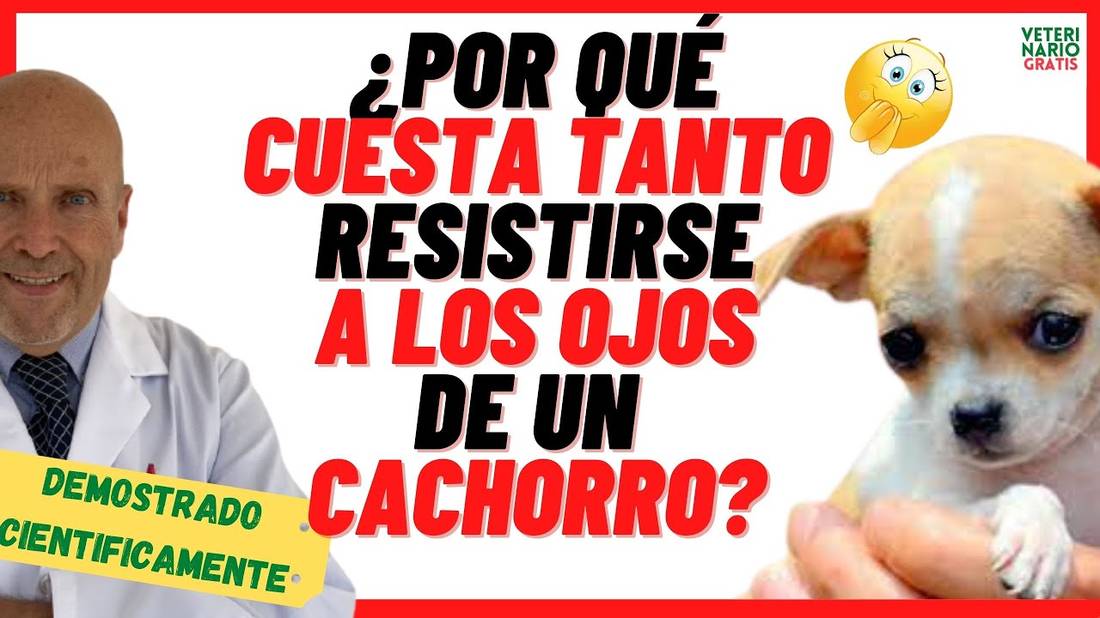 ¿POR QUÉ CUESTA TANTO RESISTIRTE A LOS OJOS DE UN CACHORRO?