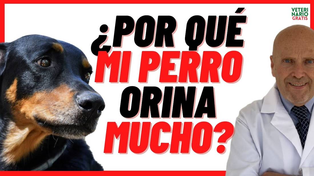 Por Qué Mi Perro Orina Mucho ⚠️SÍNTOMAS DE ENFERMEDADES o PROBLEMAS RENALES EN PERROS ⚠️