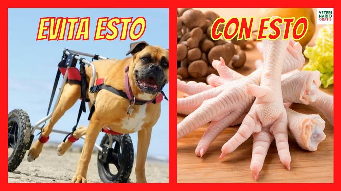 ¿CÓMO DAR PATAS DE POLLO PARA PERROS?  CON ARTRITIS Y ARTROSIS