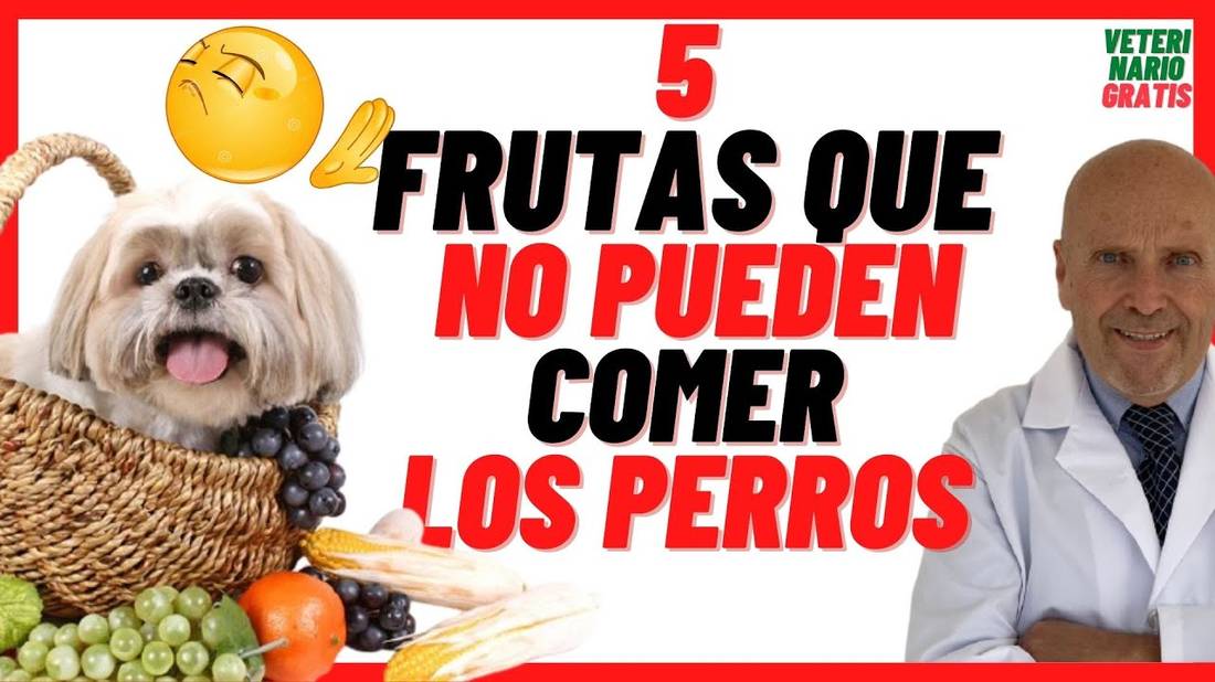 ✅ 5 FRUTAS QUE NO PUEDEN ❌(PROHIBIDAS PARA) ❌COMER LOS PERROS ✅