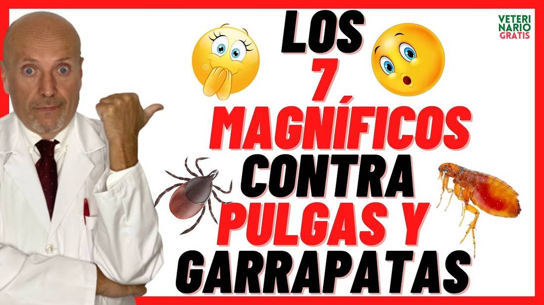 ✅ 7 REPELENTES CASEROS E INSECTICIDAS NATURALES ✅ CONTRA PULGAS Y GARRAPATAS ✅EN PERROS Y GATOS