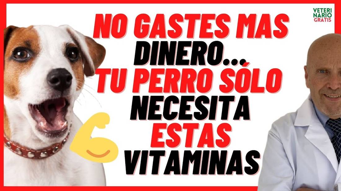 ¿CUALES SON LAS VITAMINAS MÁS IMPORTANTES PARA EL DESARROLLO DE LOS PERROS?