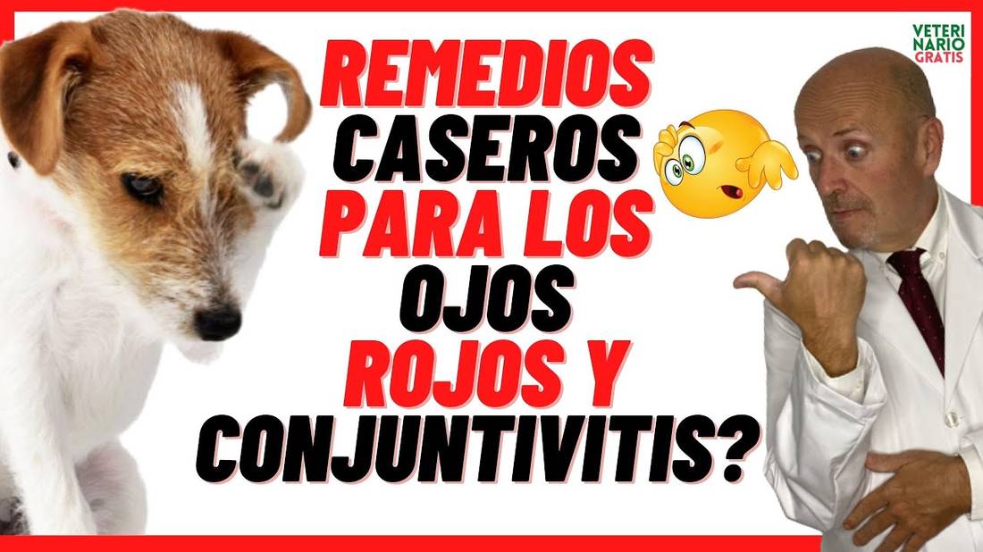 ✅ CÓMO LIMPIAR y CURAR LOS OJOS ROJOS E HINCHADOS DE UN PERRO CON CONJUNTIVITIS ✅(REMEDIOS CASEROS)