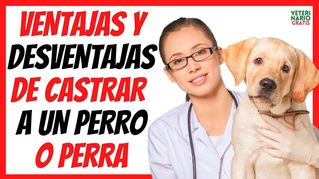 VENTAJAS Y DESVENTAJAS DE CASTRAR A UN PERRO O A UNA PERRITA ¿ES BUENO O MALO?