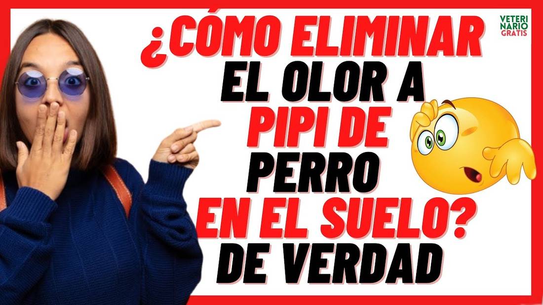 ✅ ¿CÓMO ELIMINAR EL OLOR A ORINA DE PERRO Y GATO DEL SUELO? ✅ CON REMEDIOS CASEROS Y TIPS