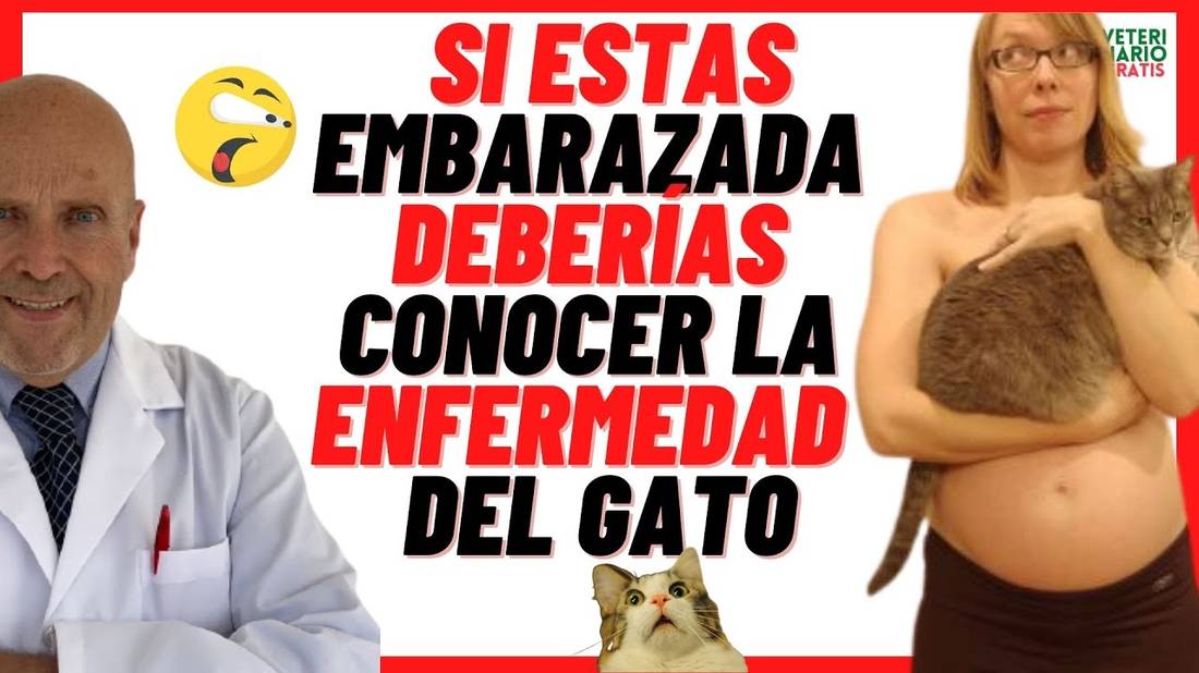 Síntomas y Consecuencias de la  ENFERMEDAD DEL GATO O TOXOPLASMOSIS en mujeres Embarazadas