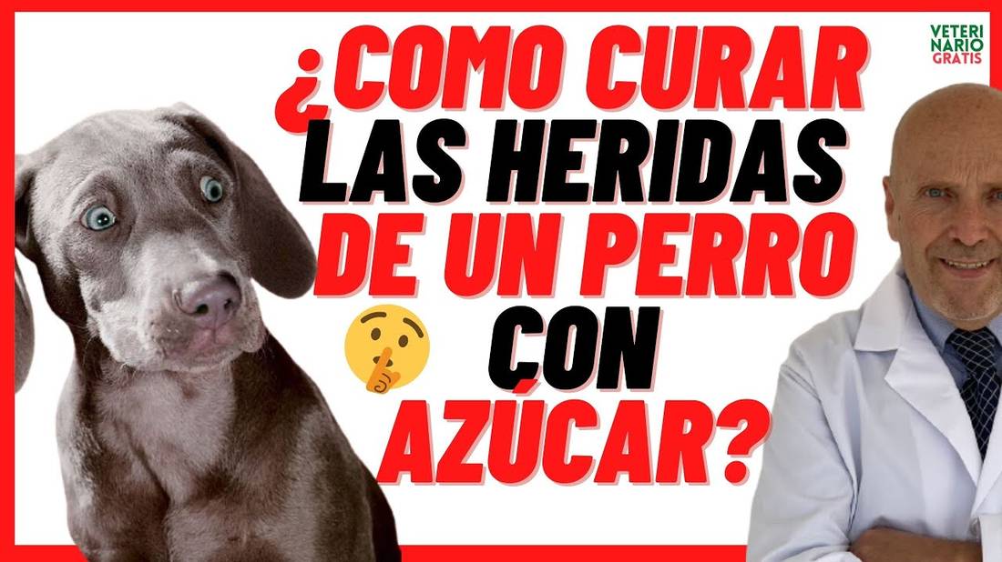 ✅ ¿CÓMO CURAR y CICATRIZAR HERIDAS INFECTADAS y ABSCESOS EN LA PIEL DE UN PERRO CON AZÚCAR? ✅