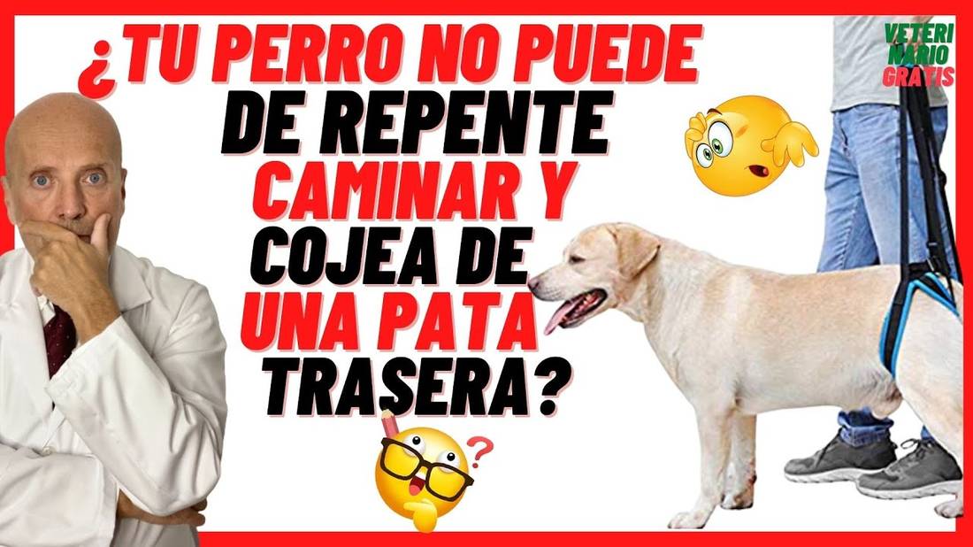 ♿️ MI PERRO DE REPENTE NO PUEDE CAMINAR Y COJEA DE UNA PATA TRASERA ♿️CUANDO SE LEVANTA