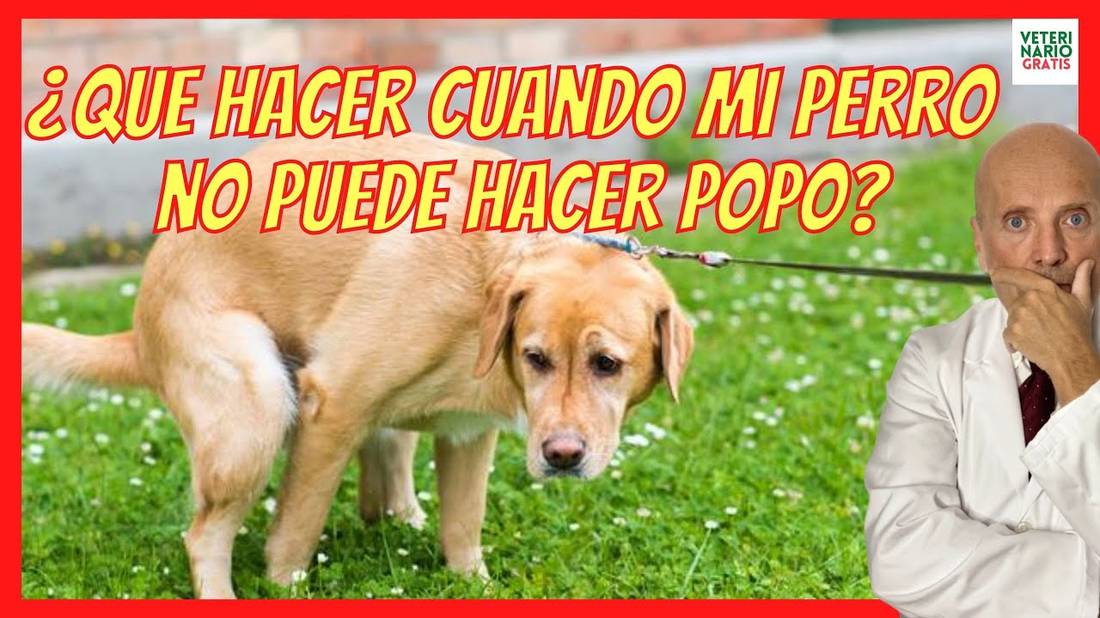 ¿QUÉ HACER CUANDO MI PERRO NO PUEDE HACER POPO?