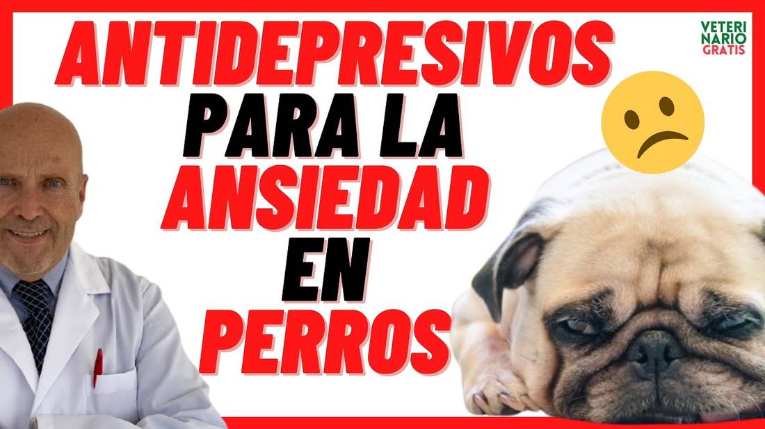 ⚠️ANTIDEPRESIVOS PARA la ANSIEDAD por SEPARACIÓN en PERROS ⚠️ PROZAC (FLUOXETINA) VS CLOMICALM