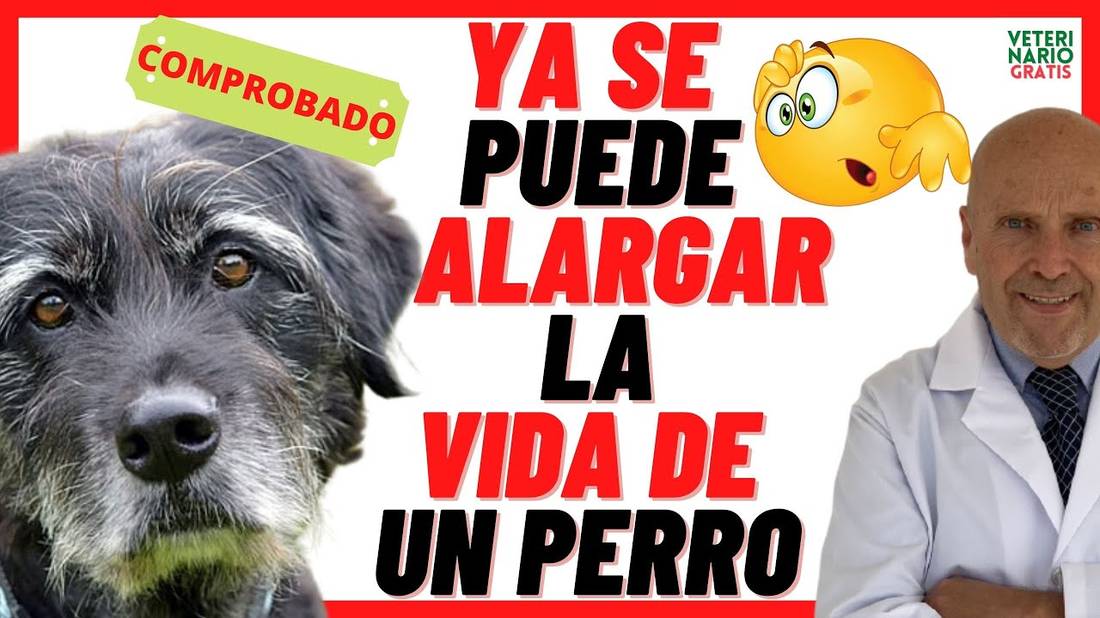 ❤️ ESTA EMPRESA CONSIGUE QUE TU PERRO PUEDA VIVIR MÁS AÑOS ❤️