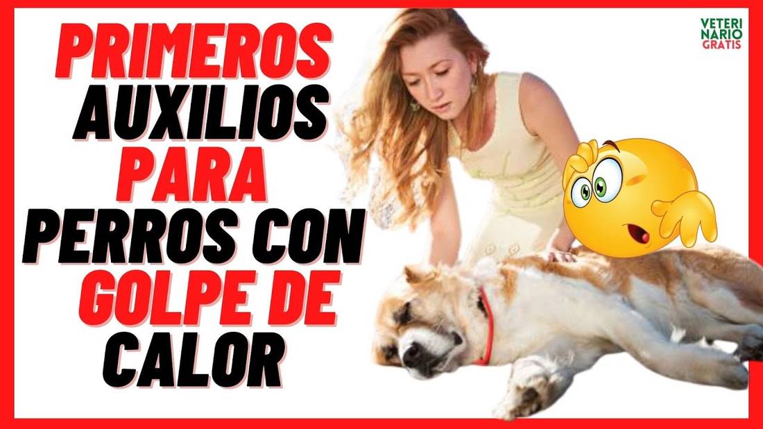 ¿QUÉ HACER ANTE UN SÍNCOPE POR GOLPE DE CALOR? EN PERROS MAYORES?  PRIMEROS AUXILIOS