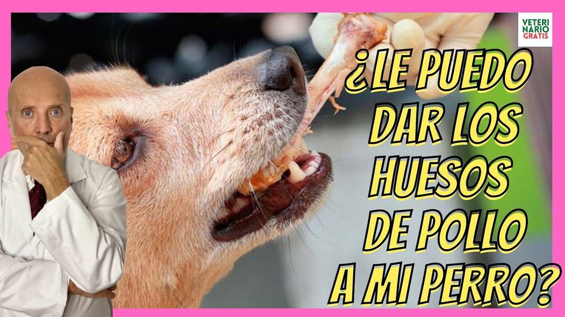 ¿LE PUEDO DAR LOS HUESOS DE POLLO A MI PERRO? ¿SON BUENOS O MALOS?