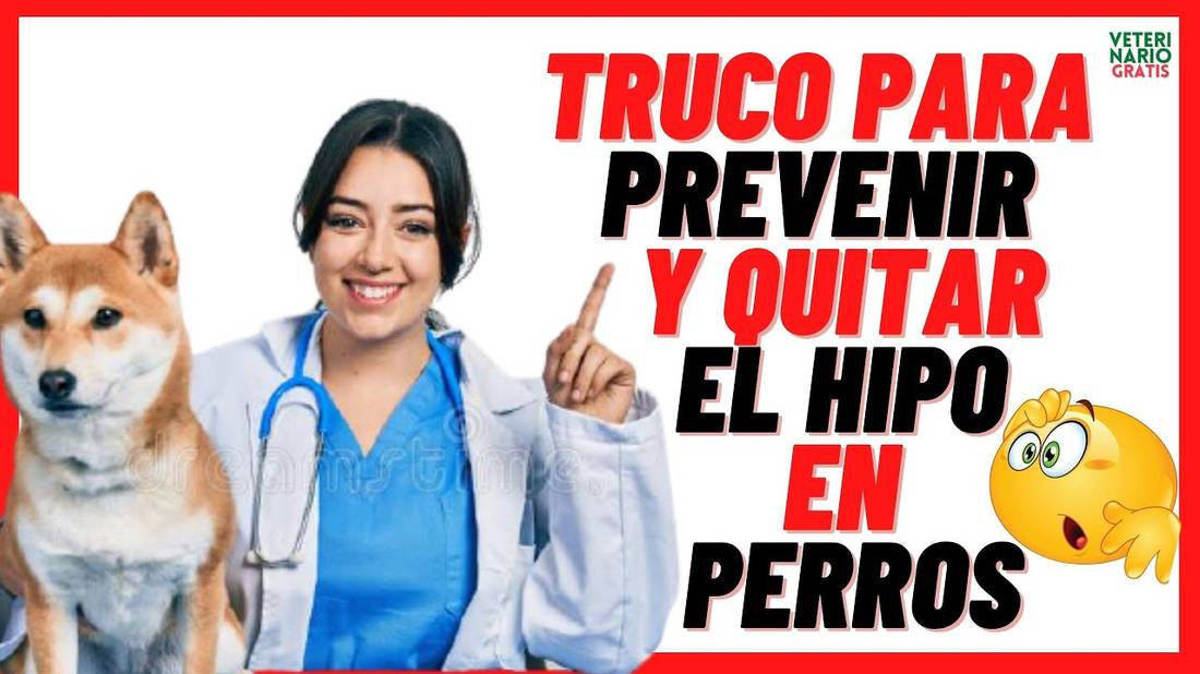 ¿CÓMO QUITAR y PREVENIR el HIPO EN PERROS CACHORROS Y ADULTOS?