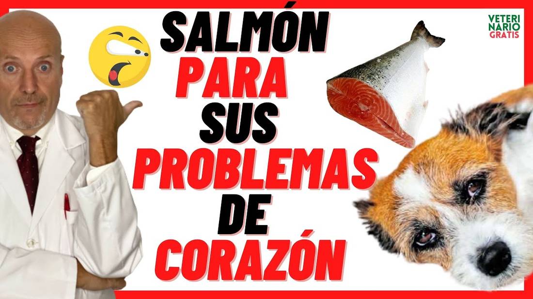 ✳️ ¿LOS PERROS PUEDEN COMER SALMÓN? ✳️Alimento para las Enfermedades del CORAZÓN EN PERROS