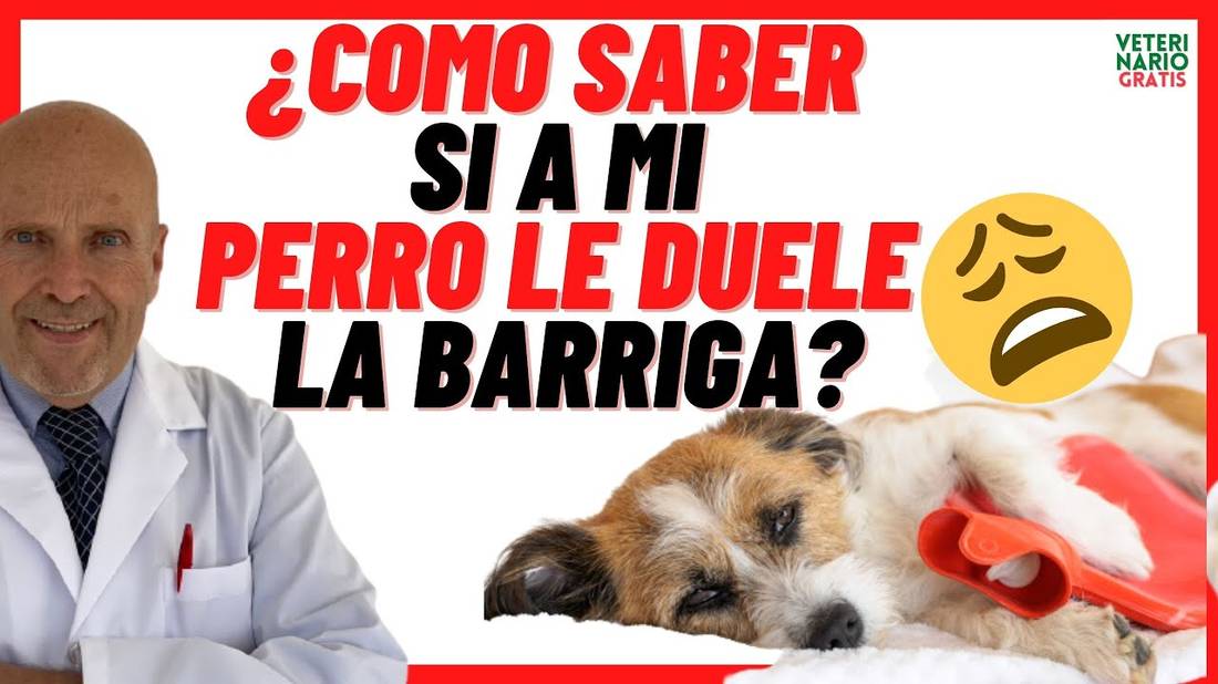 ¿CÓMO SABER SI A MI PERRO LE DUELE LA BARRIGA?