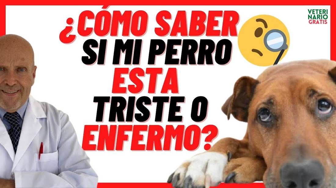 ¿CÓMO SABER SI MI PERRO ESTÁ TRISTE (DEPRIMIDO) O ENFERMO? Síntomas de DEPRESIÓN EN PERROS