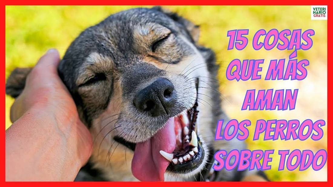 LAS 15 COSAS QUE MÁS AMAN LOS PERROS SOBRE TODO