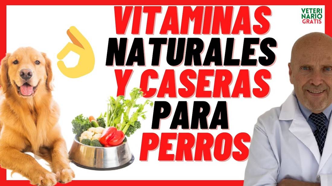 VITAMINAS CASERAS y NATURALES PARA PERROS