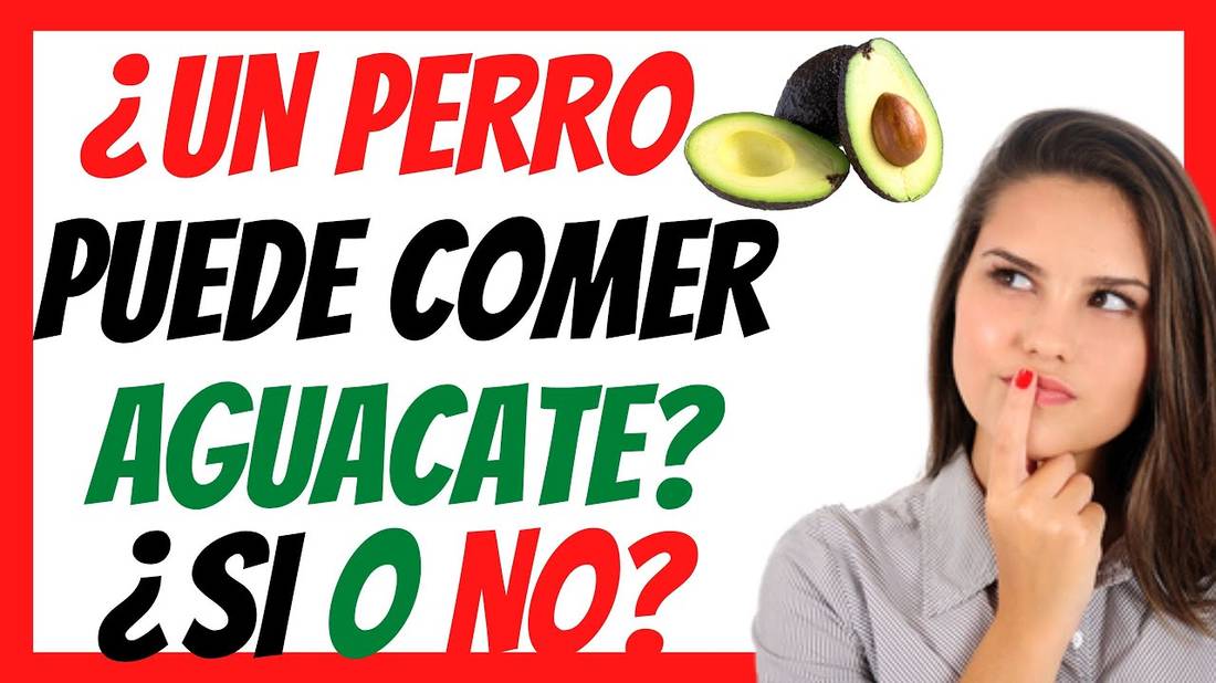 ¿UN PERRO PUEDE COMER AGUACATE? ¿Es Bueno o Malo para los Perros?