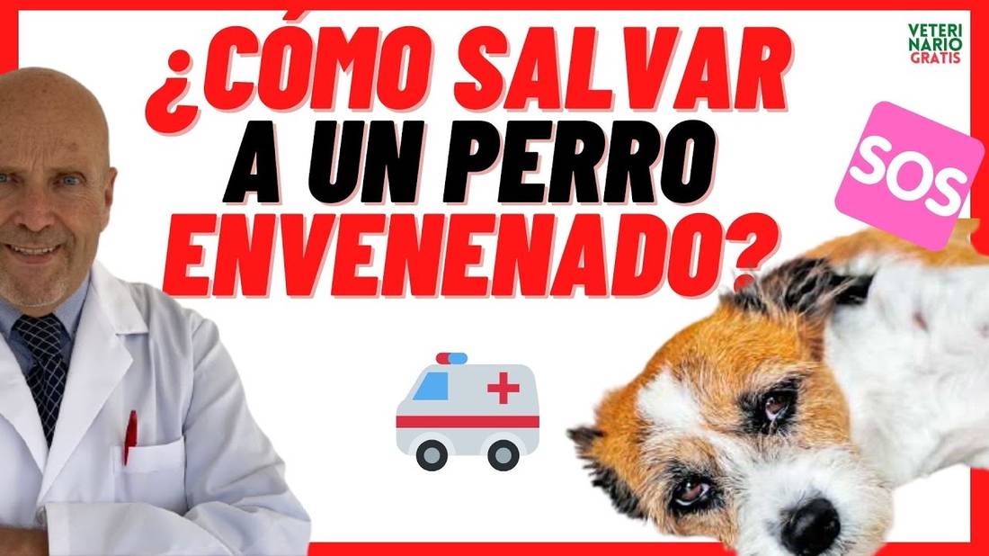 ¿CÓMO SALVAR A UN PERRO ENVENENADO? ¿QUÉ HACER?, ¿QUÉ DARLE?