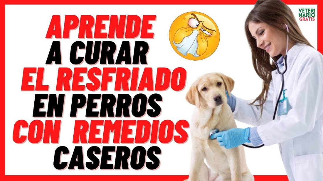 ✅ Mi Perro está RESFRIADO con GRIPE y tiene TOS ✅¿QUE REMEDIOS CASEROS PARA CURAR EL RESFRIADO ?