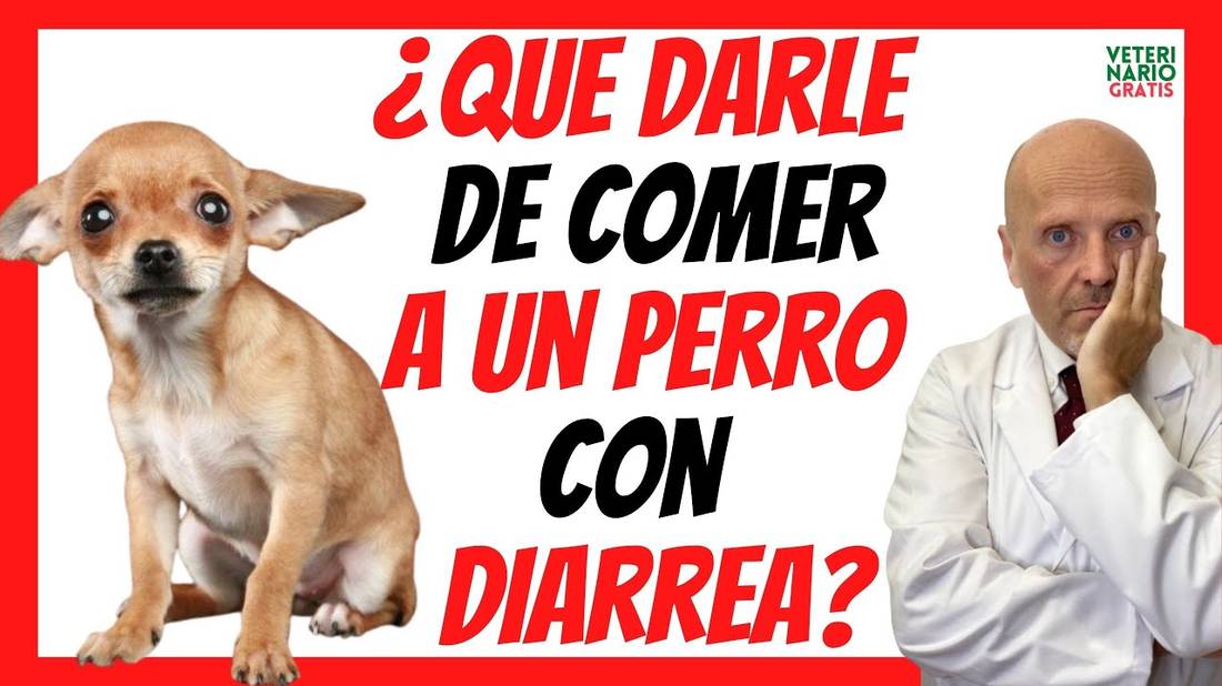 ✅ ¿QUE DARLE DE COMER A UN PERRO CON DIARREA? ✅ PARA CURAR EN 5 DÍAS