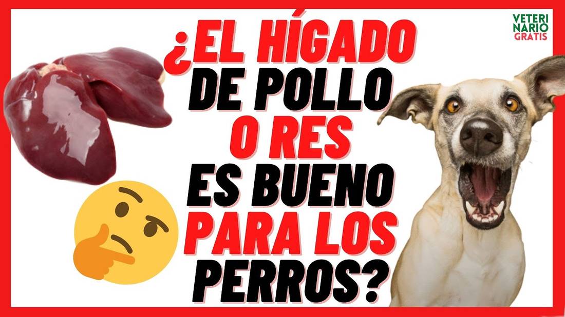 El HÍGADO DE POLLO Y RES (Crudo o Cocido) es BUENO o MALO para los PERROS (Beneficios)