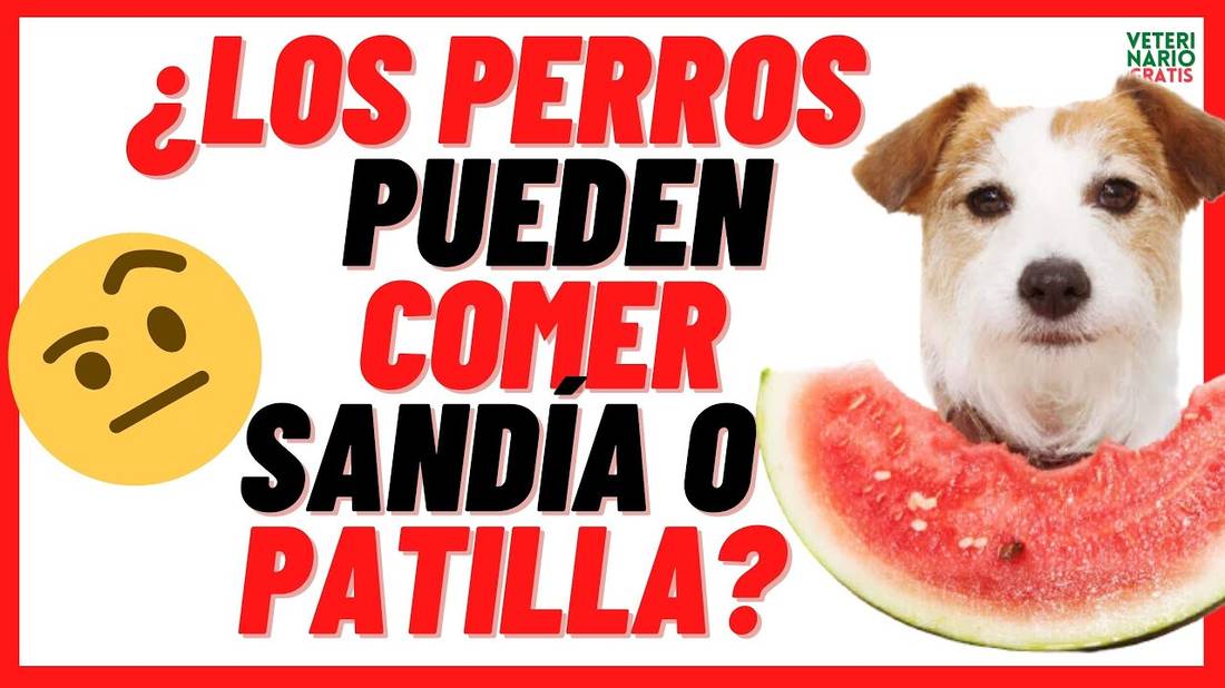 ✅¿LOS PERROS PUEDEN COMER SANDÍA o PATILLA? ✅La Sandía es Buena o Mala para los Perros