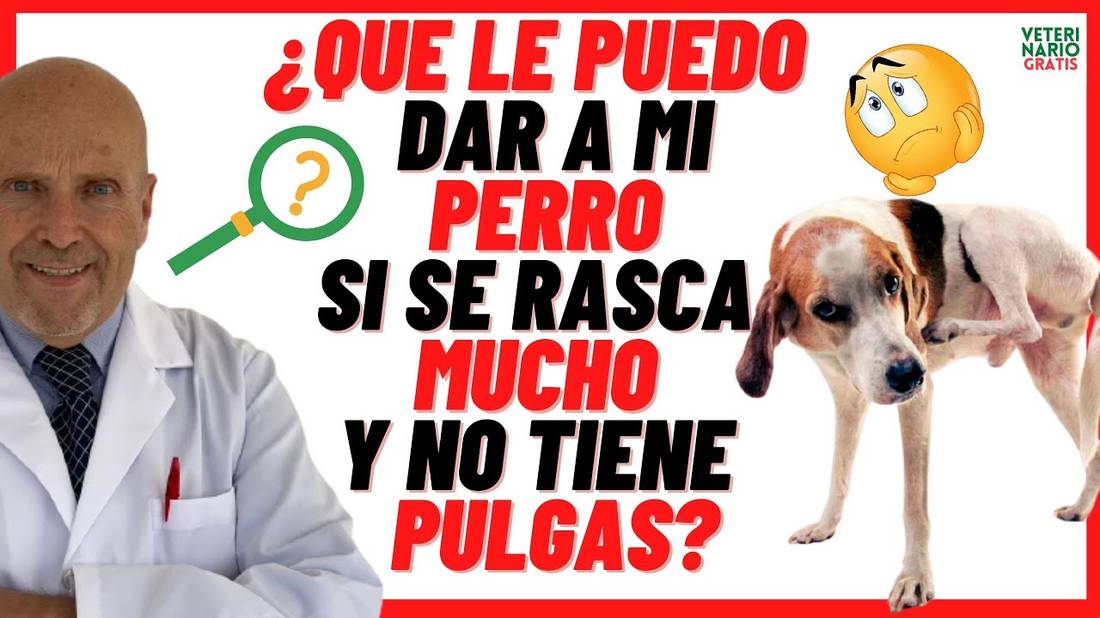 POR QUÉ y QUÉ LE PUEDO DAR MI PERRO SI TIENE LA PIEL ROJA Y SE RASCA MUCHO?  y NO tiene PULGAS