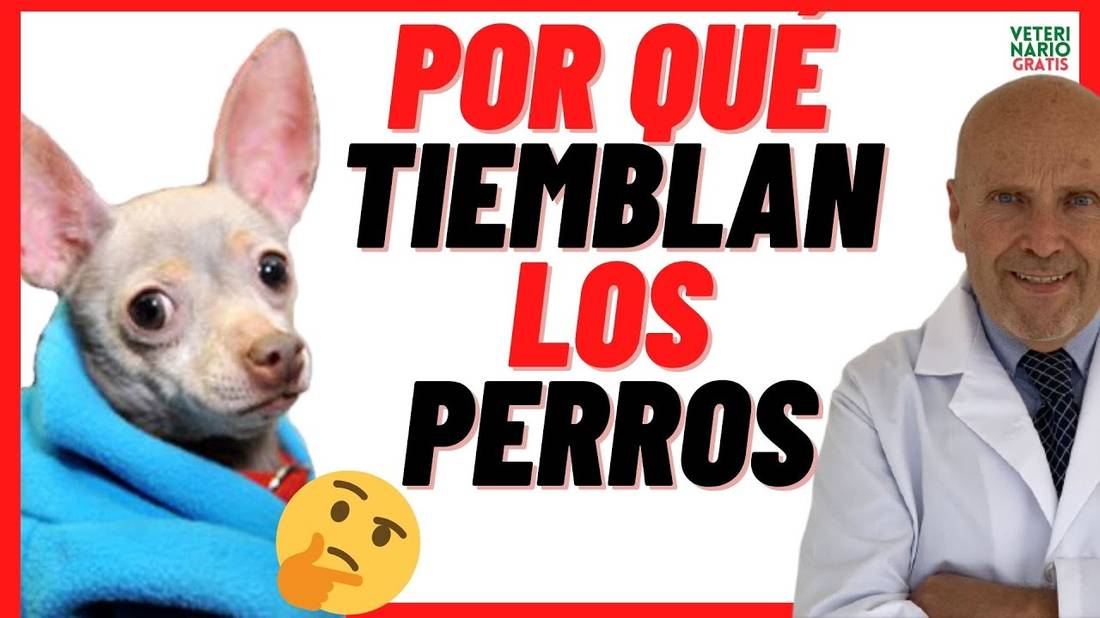 POR QUÉ TIEMBLAN LOS PERROS 18 Causas de TEMBLORES en Perros (Chihuahua, Yorkshire, Caniches.. )