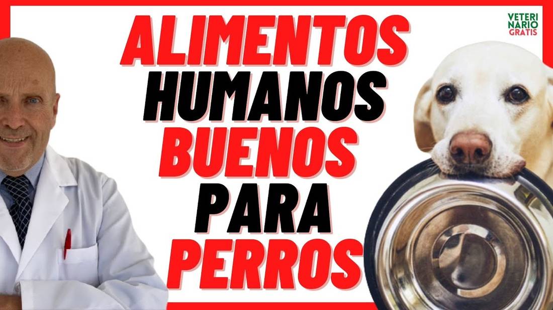 ✅ 10 ALIMENTOS De Consumo HUMANO Recomendados ✅ ( BUENOS y SALUDABLES ) ✅ para Perros