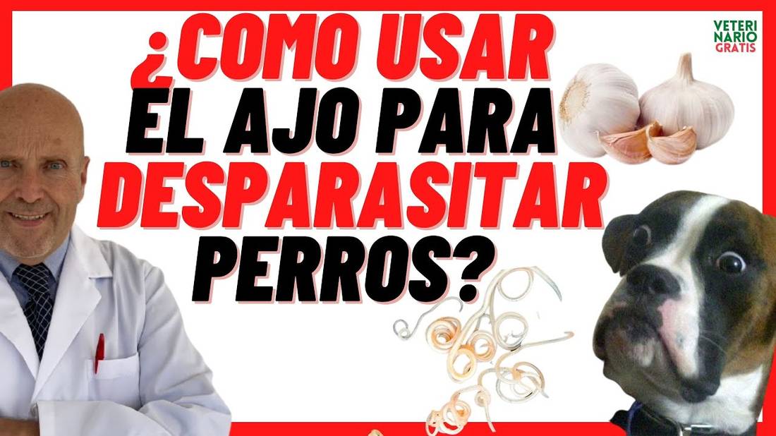 ⚠️ ¿CÓMO USAR EL AJO PARA DESPARASITAR A LOS PERROS? ⚠️